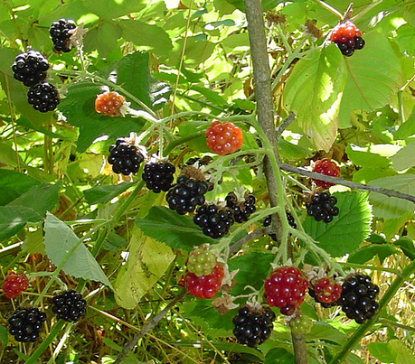 Blackberries Calcium